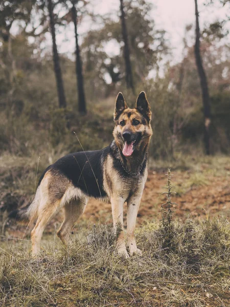 Vertical Shot German Shepherd Open Mouth Forest — Stock Photo, Image
