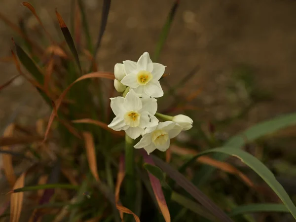 수선화 Narcissus Jonquil 도알려져 수선화의 — 스톡 사진