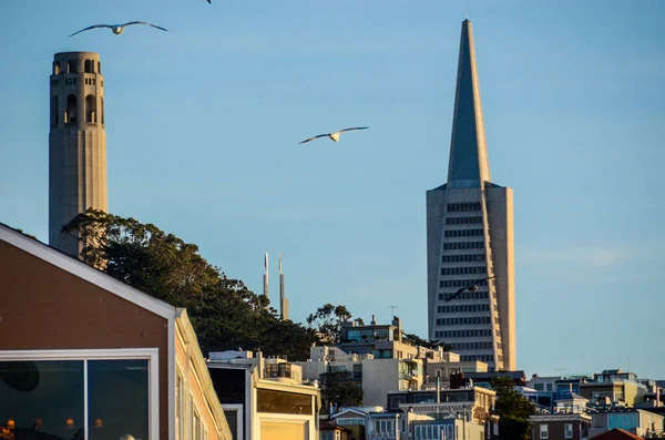 Pohled Střechu Pyramidy Transamerica Coit Tower San Franciscu Kalifornii — Stock fotografie