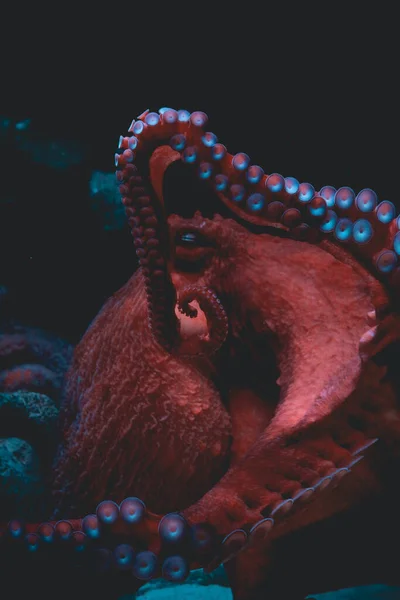 Primer Plano Vertical Pulpo Gigante Debajo Agua — Foto de Stock