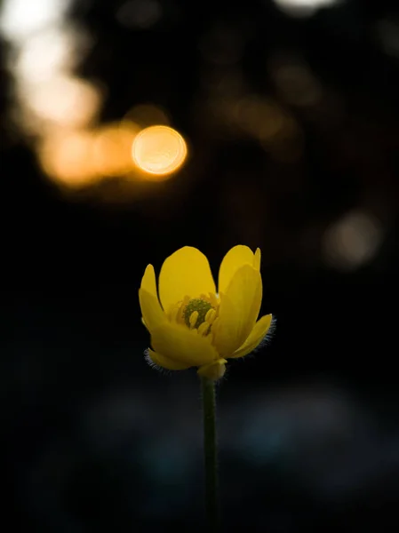 Fechamento Vertical Buttercup Bulboso Fundo Escuro — Fotografia de Stock