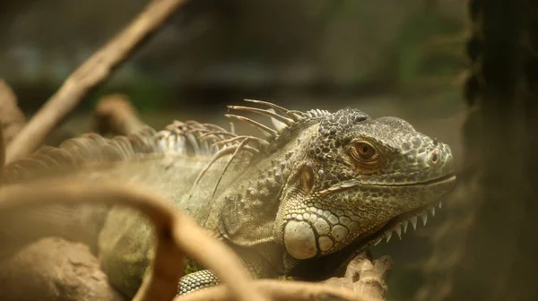 Closeup Shot American Iguana Blurry Background — Stock Photo, Image