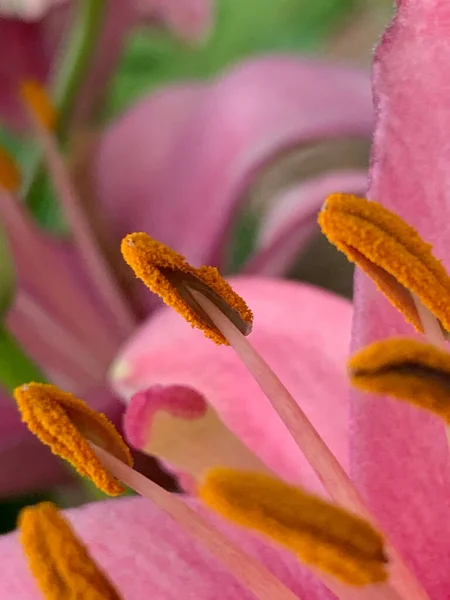 Close Pistilos Amarelos Uma Flor Rosa — Fotografia de Stock