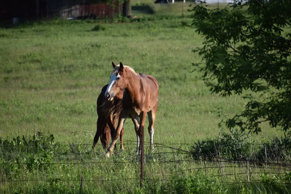 Par Caballos Marrones Una Granja Cashton Wisconsin —  Fotos de Stock