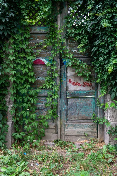 Вертикальный Снимок Старинной Деревянной Двери Покрытой Плющом — стоковое фото