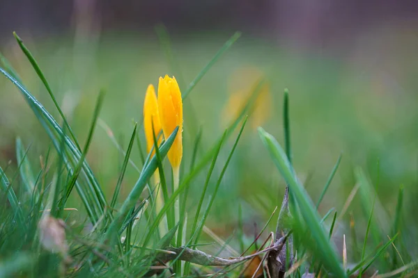 Eine Nahaufnahme Der Gelben Krokusblume Die Garten Wächst — Stockfoto