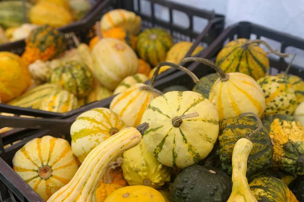 Primer Plano Calabazas Multicolores Cajas —  Fotos de Stock