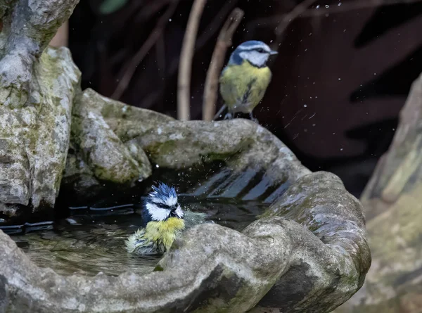 ภาพโฟก ของนกส าเง เรเช นมอาบน าในน นของน สวนในขณะท กคนหน นอย — ภาพถ่ายสต็อก