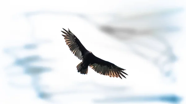 Close Shot Himalayan Griffon Vulture Flying Isolated White Background — Stock Photo, Image