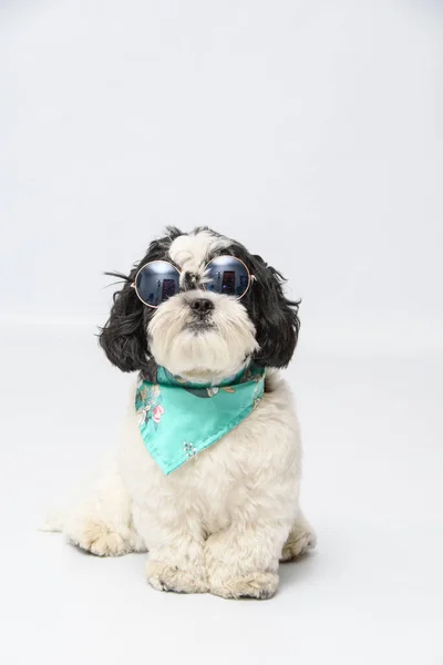 Zbliżenie Strzał Shitzu Pies Okularach — Zdjęcie stockowe