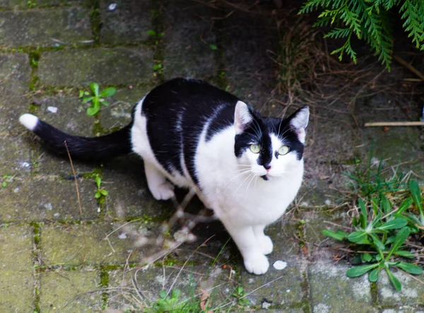 Gros Plan Chat Noir Blanc Dans Jardin — Photo