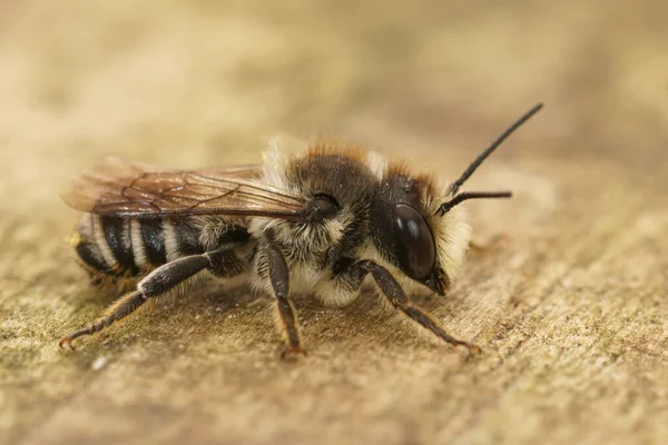 Detailed Closeup Male Banded Mud Bee Chalicodoma Ericetorum Sitting Wood — Stock Photo, Image