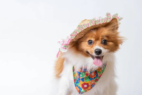 Cute Spitz Colorful Scarf Hat White Studio Background — Stock Photo, Image