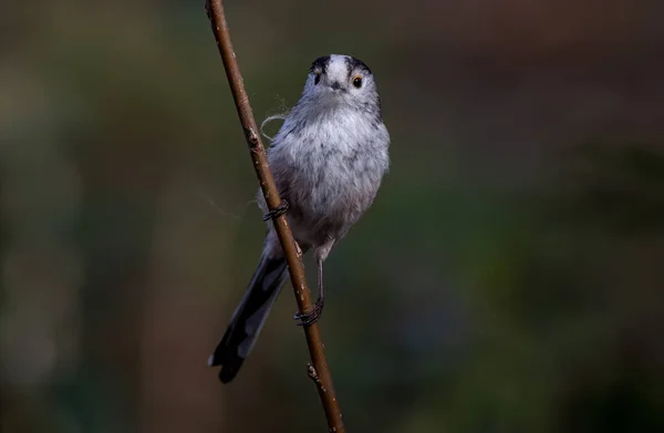 Selective Focus Shot Long Tailed Tit Bird Sitting Wooden Branch — Photo