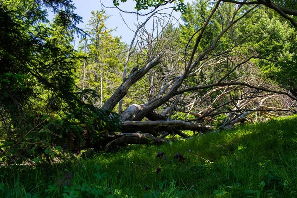 Fallen Tree Long Branches Bavarian Forest — Stock Photo, Image