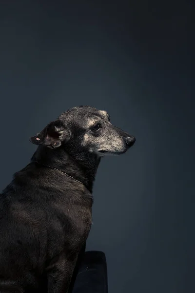 A vertical closeup of a black dog on a dark background