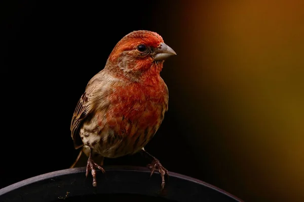 Eine Selektive Fokusaufnahme Eines Winzigen Purpurfinkenvogels Der Auf Einer Metallstange — Stockfoto