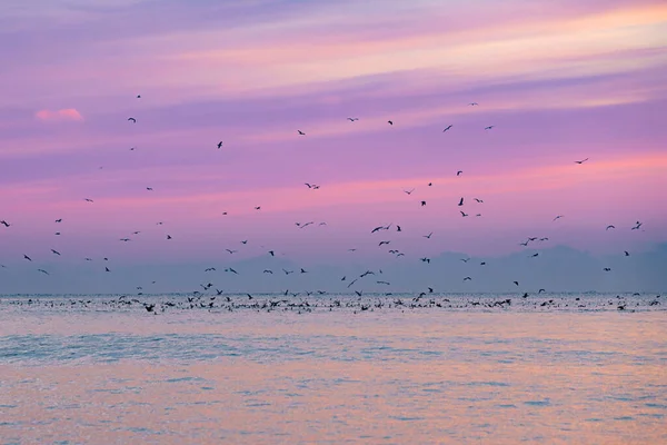 Une Belle Vue Troupeau Oiseaux Volant Dessus Mer Pendant Coucher — Photo