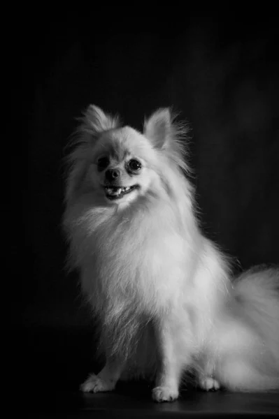 Tiro Vertical Pequeno Cão Branco Com Boca Aberta Está Sentado — Fotografia de Stock