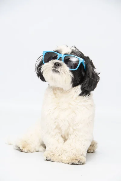 Beautiful Shot Shih Tzu Dog Wearing Blue Sunglasses Sitting Ground — Stock Photo, Image