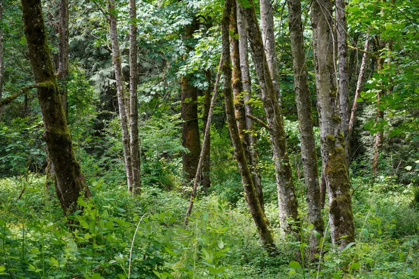 Uma Bela Foto Uma Exuberante Floresta Verde Colúmbia Britânica Canadá — Fotografia de Stock