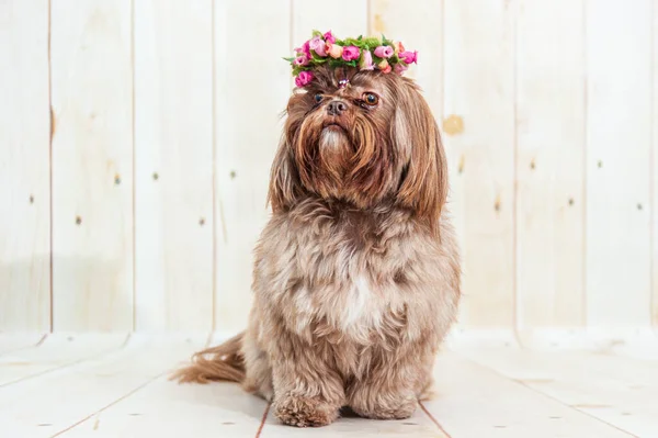 Tahta Bir Arka Planda Çiçek Tacıyla Shih Tzu Köpeğinin Güzel — Stok fotoğraf