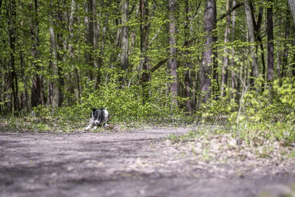 ポーランドのハイキングコースの横にある黒と白の犬 — ストック写真