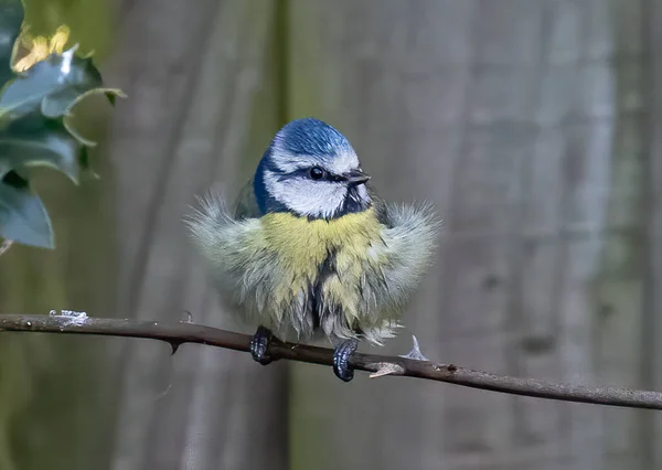 Shallow Focus Shot Wet Feather Eurasian Blue Tit Bird Perched — Stok fotoğraf