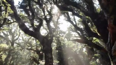 Güneşli bir günde güzel yeşil bir orman