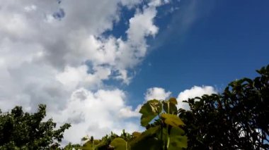 Mavi gökyüzü üzerinde yüzen bulutlarla çalılıkların yakın çekim görüntüleri..