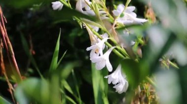 Bahçede ya da baharda vahşi bir alanda yetişen beyaz çiçekleri dölleyen bir arı manzarası