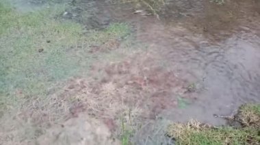 Yağmurlu bir günde çimenli ıslak bir zemin