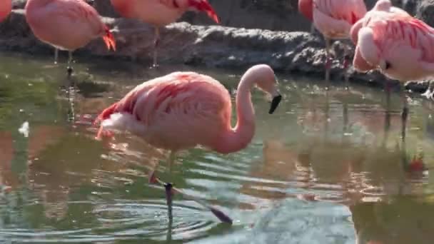 動物園の水の中に立つフラミンゴの美しい景色 — ストック動画