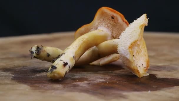 Closeup Hedgehog Mushroom Hydnum Repandum Wooden Surface — Stock Video