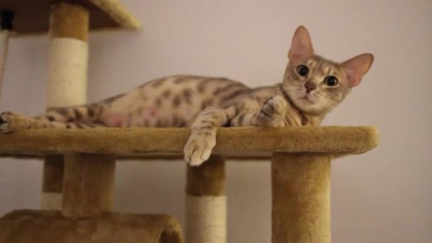 Μια Άποψη Του Ένα Χαριτωμένο Θηλυκό Μπλε Bengal Ενηλίκων Γάτα — Αρχείο Βίντεο
