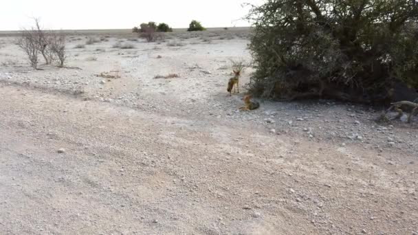 Chacal Apoio Negro Parque Nacional Etosha Namíbia — Vídeo de Stock