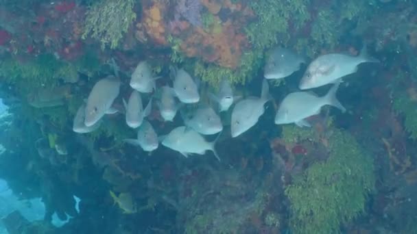 Utvisning Grå Fisk Med Vattenlevande Växter Bakgrunden — Stockvideo