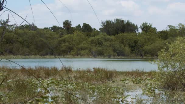 Clipe Paisagem Pântano Nos Everglades Miami Florida — Vídeo de Stock