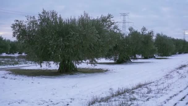 Olival Nevado Uma Tarde Inverno Espanha — Vídeo de Stock