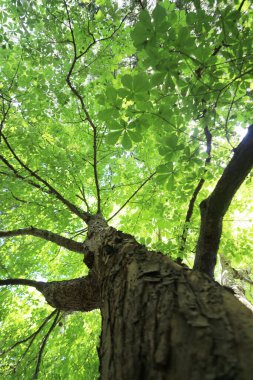 Gündüz vakti bir kestane ağacının dikey alt çekimi.