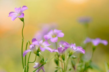 Ormandaki yabani çiçeklerin seçici odak noktası.
