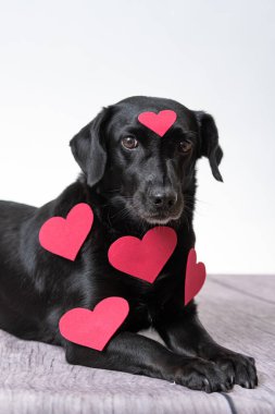 Beyaz arka planda kürkünde kalp şeklinde çıkartmalar olan siyah bir köpeğin dikey görüntüsü..