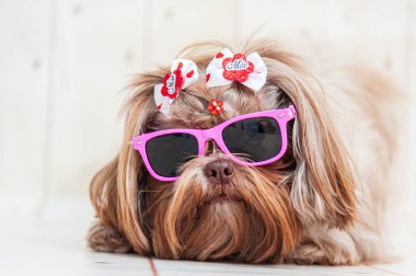 Güzel bir Shih Tzu köpeğinin yakın plan fotoğrafı. İki saç fiyonku ve pembe güneş gözlüğü takmış, ahşap bir arka planda.