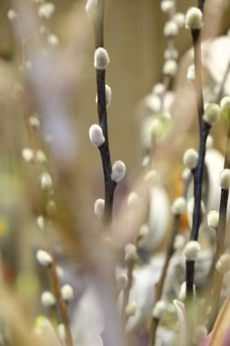 A vertical closeup of Salix discolor, American pussy willow branches with catkins in early spring. clipart