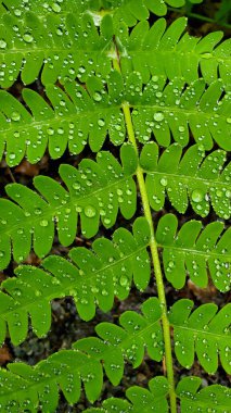 Su damlalarıyla kaplı eğreltiotu yapraklarının dikey çekimi