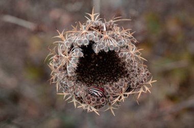 Dikenli ve içi boş bir bitki.