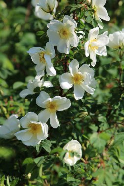 Bahçede beyaz Burnet güllerinin dikey çekimi