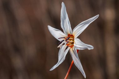 Kafkas Kandyk çiçeği bulanık bir arkaplanda
