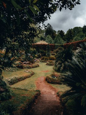 Zengin egzotik doğayla dolu bir parktan geçen dar bir yolun dikey görüntüsü.