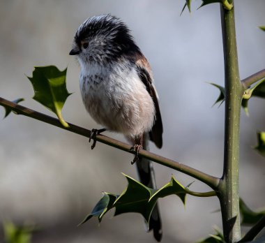A closeup of a cute Long-tailed tit on a holly tree branch